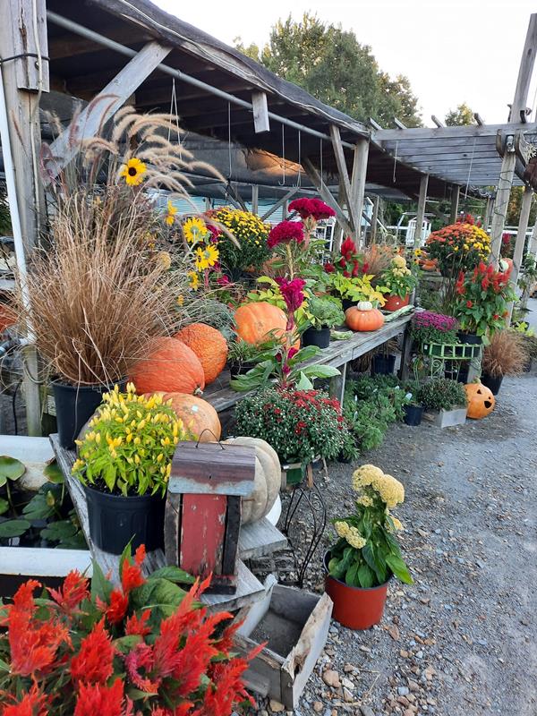 Pleasant View Nursery And Florist True Local Pleasant View, TN